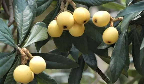 五月枇杷飘香浙江宁海白枇杷清甜可口风味浓郁皮薄汁多