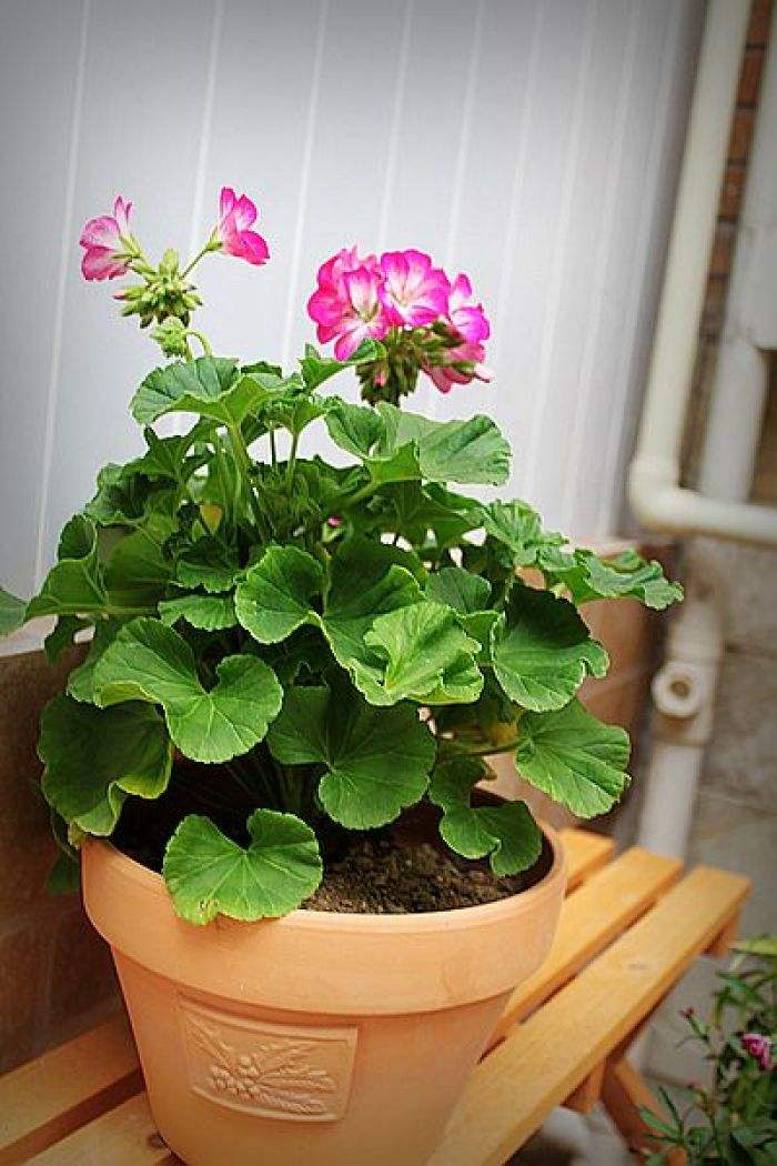 太阳花|月季|天竺葵_新浪新闻