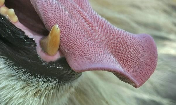 老虎为何比狮子厉害?|舌头|倒刺|猎物_新浪新闻