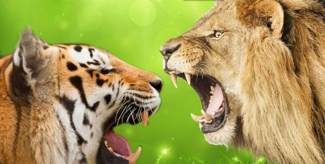 被老虎舌头舔一下真的会掉一层皮吗老虎为何比狮子厉害