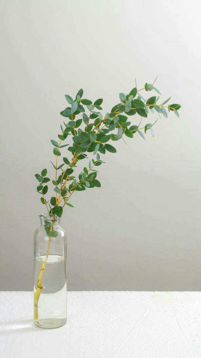 今年火起来的尤加利别看全是绿叶但浑身散发着自由浪漫气息