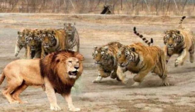 老虎百兽之王 – 百獸王 聖戰士 – GJTU
