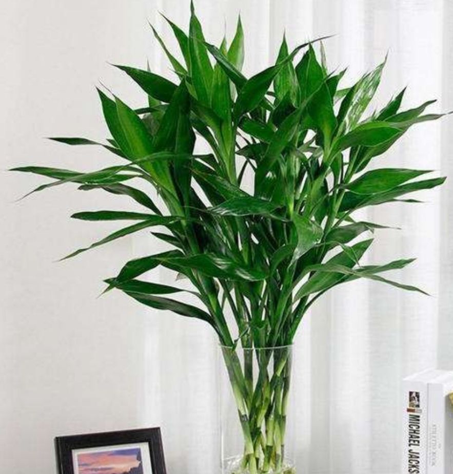 冬天养富贵竹,做好4个养护措施,避免黄叶,防止冻伤