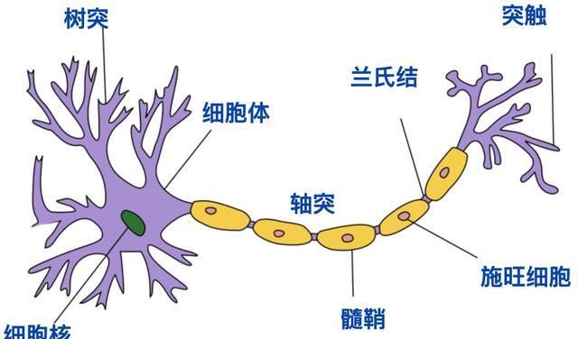 我们的神经系统由大约1000亿个相互连接的神经元组成,它们能够执行