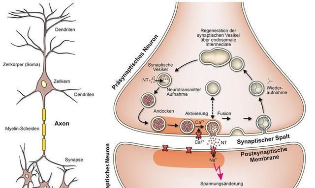 普朗克研究所:人的大脑中的神经元之间是如何互相交流的|堆叠|突触