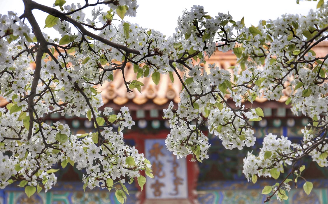 怕是园子太小吧,来看看紫禁城里的春景