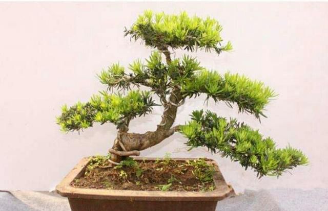养罗汉松盆景 怎样养出优美树形 增加观赏性 罗汉松 盆景 观赏性 新浪新闻 养罗汉松盆景 怎样养出优美树形 增加观赏性 罗汉松 盆景 观赏性 新浪新闻