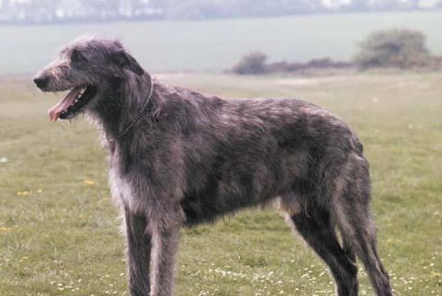 名犬鉴赏之爱尔兰猎狼犬