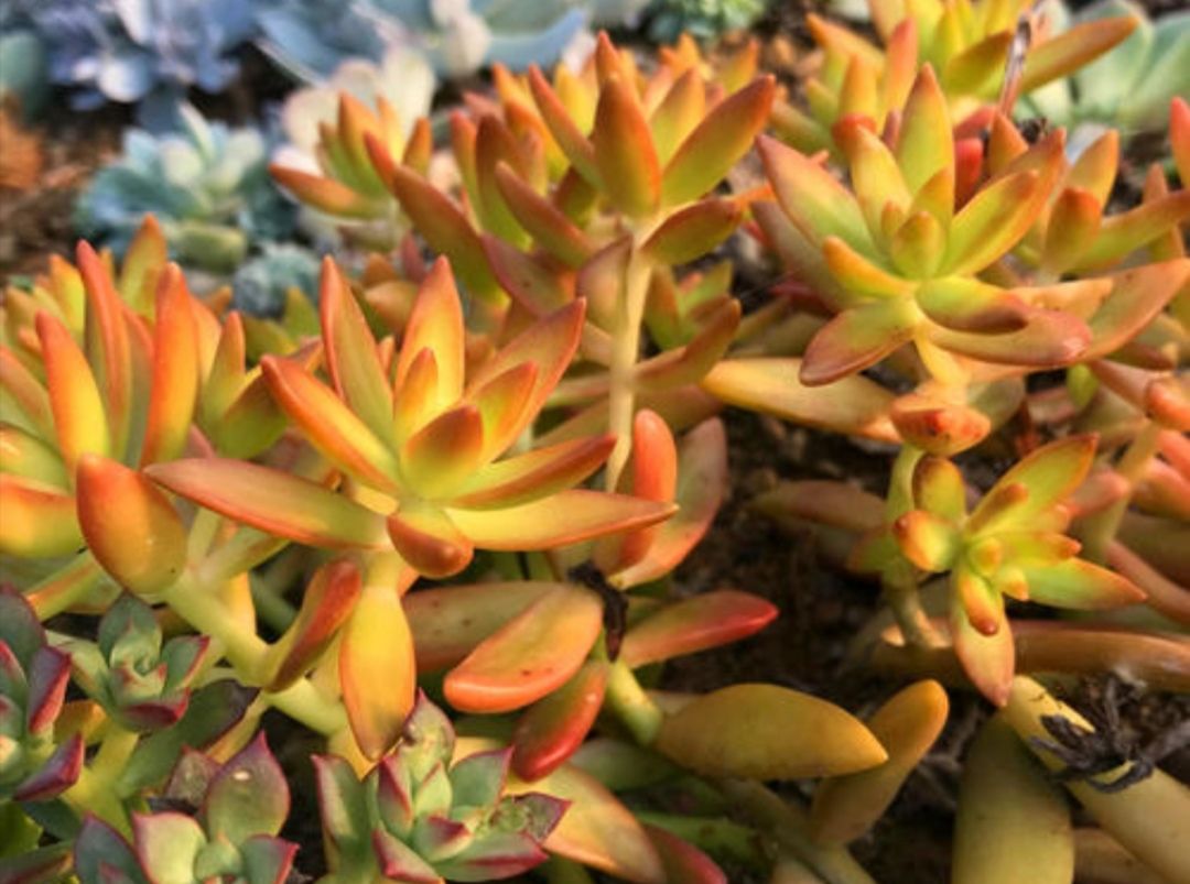 养多肉植物春天做好5件事叶片肥嘟嘟状态好