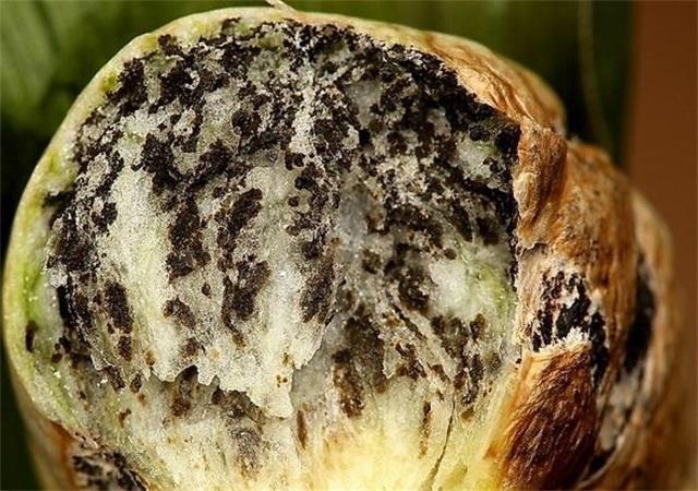 这东西长在玉米上,农民为此很头疼,外国人却当成美食,50元1斤