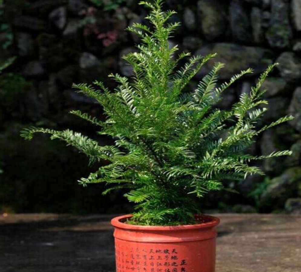 盆栽红豆杉,多年没有结果,原来还要满足这3个条件