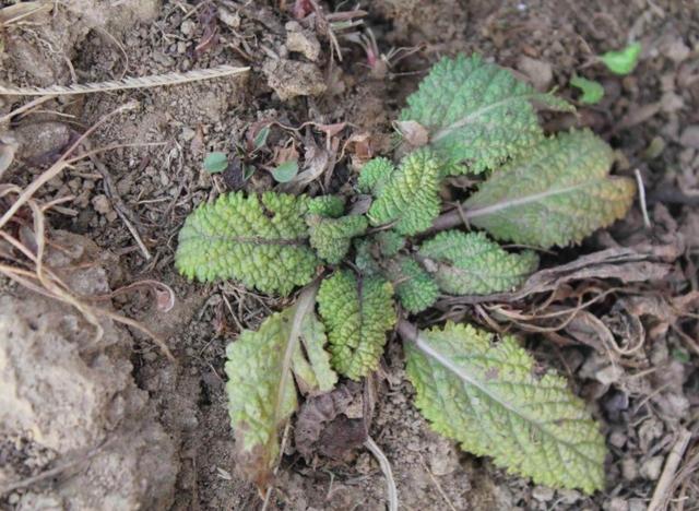 这种野草长得丑叶子皱巴巴,叫癞蛤蟆草,价值高遇到要珍惜