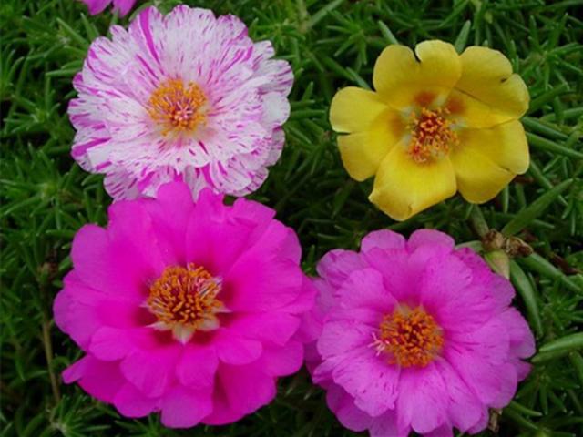 太阳花的变化 新浪网