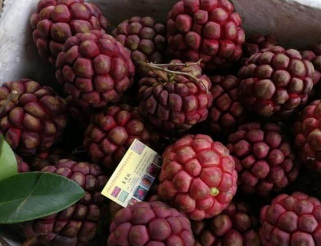 黑老虎别名又称为布福娜,是五味子科的一种藤本水果植物.