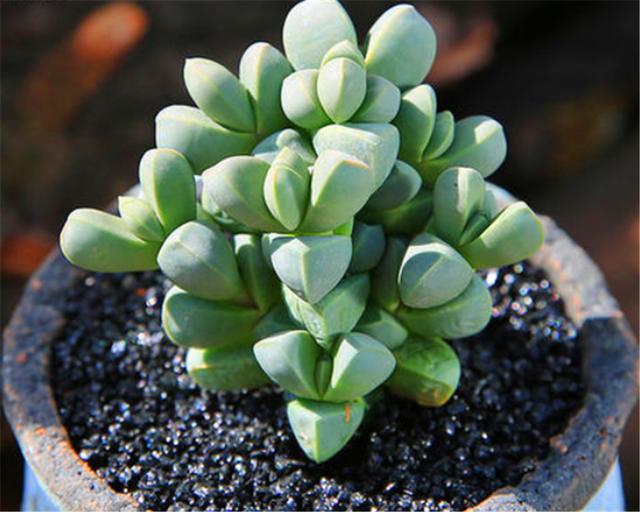 鹿角海棠叶片褶皱仅仅浇水还不够配合2个小妙招饱满别致