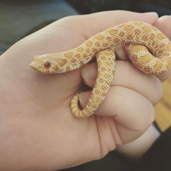 变温动物也是很怕冷的穿上毛衣的大眼蛇超呆萌