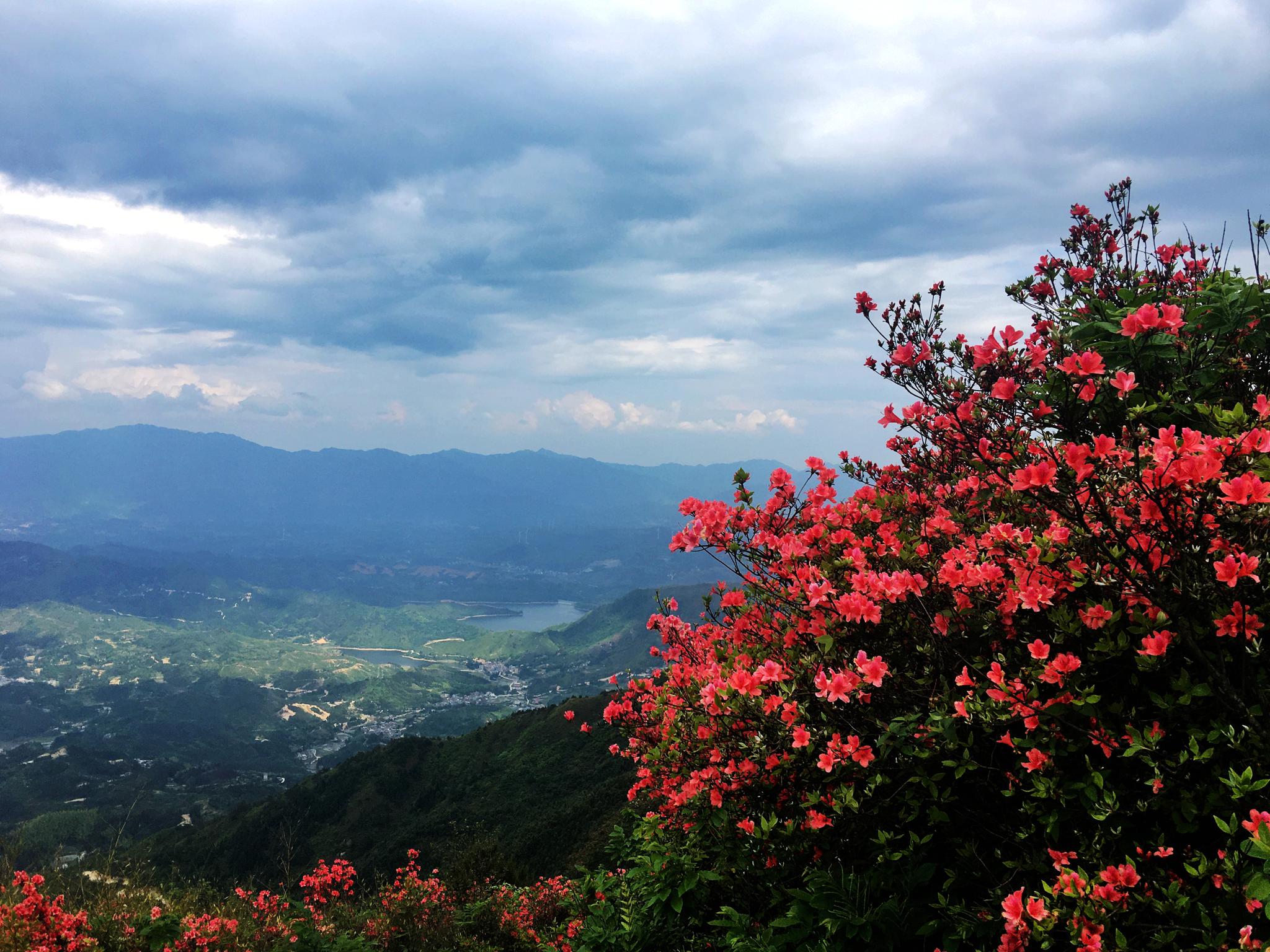 湖南桂阳千米海拔之上 万亩野生映山红怒放 漫山遍野绵延数十公里