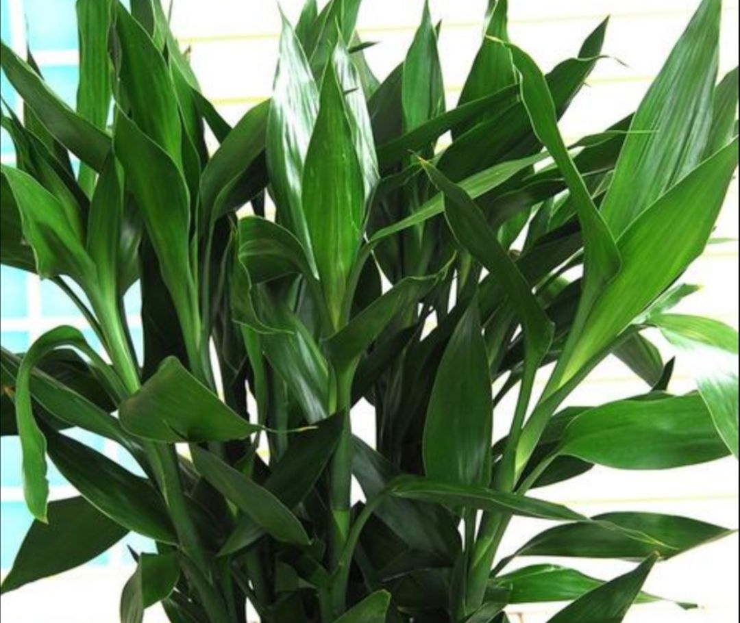 水培富贵竹叶子发黄瓶子里加3种营养叶子浓绿光亮