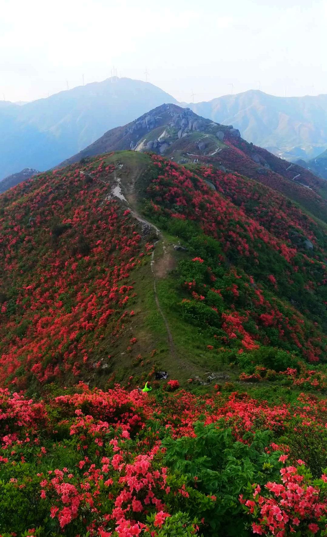 湖南桂阳千米海拔之上 万亩野生映山红怒放 漫山遍野绵延数十公里