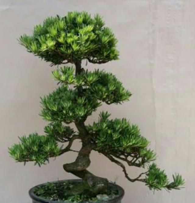 养罗汉松盆景 怎样养出优美树形 增加观赏性 罗汉松 盆景 观赏性 新浪新闻 养罗汉松盆景 怎样养出优美树形 增加观赏性 罗汉松 盆景 观赏性 新浪新闻