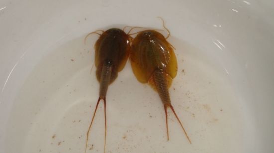 在地球存活2亿年的动物,日本人视它为宝,中国人却拿它喂鸡!