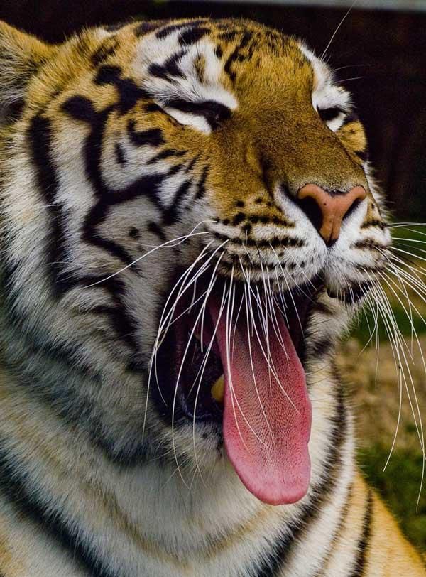 老虎的舌头放大图片
