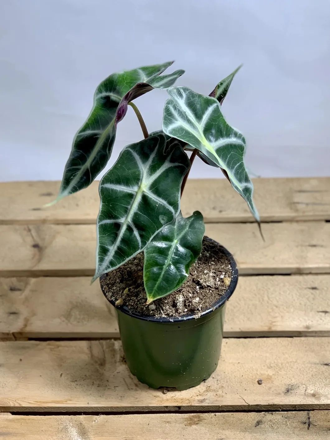 叶脉和叶缘处都是白色的黑叶观音莲,叶子好看,但就是不开花