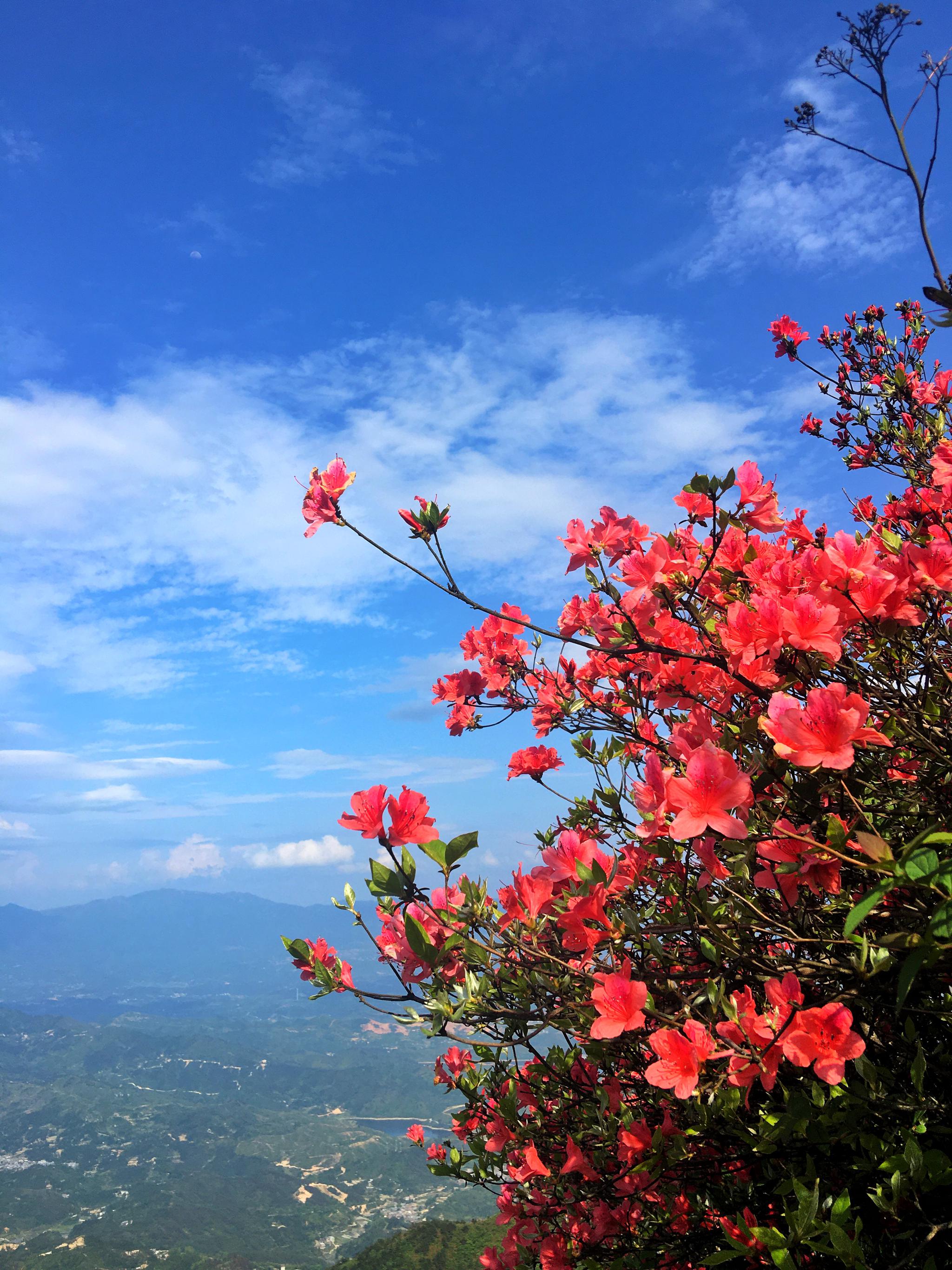 湖南桂阳千米海拔之上 万亩野生映山红怒放 漫山遍野绵延数十公里
