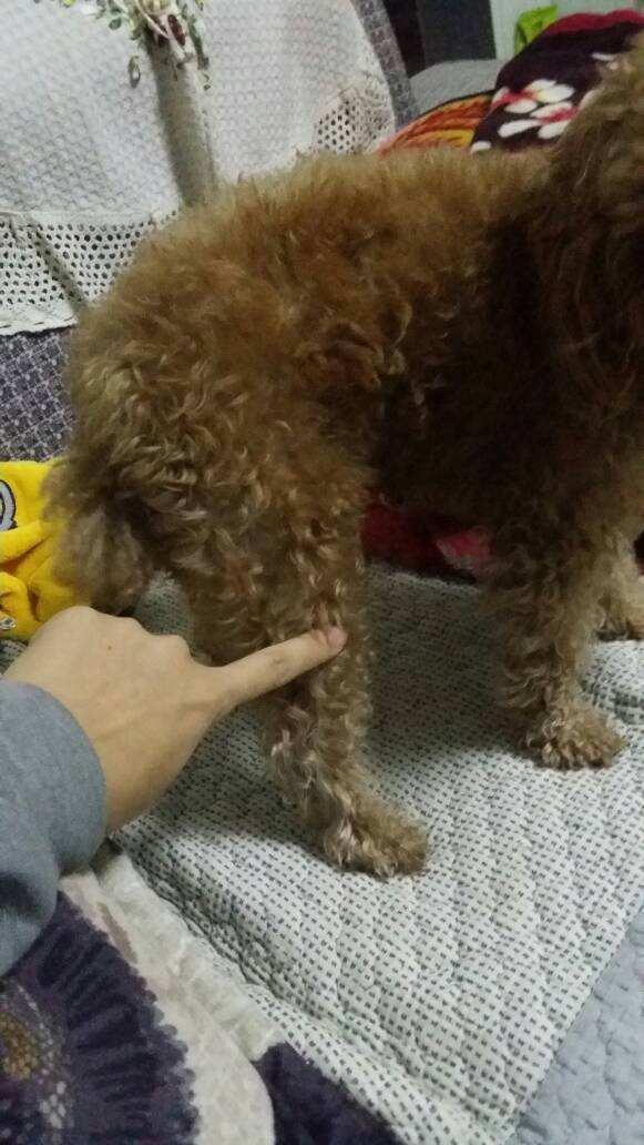 狗狗这7个部位碰不得你若碰了别怪它咬你