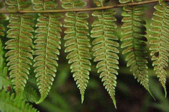 我国特有的一种生于恐龙时代的蕨类植物它的发现极为偶然