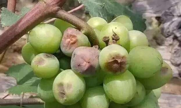 葡萄产业发展现状及发展方向