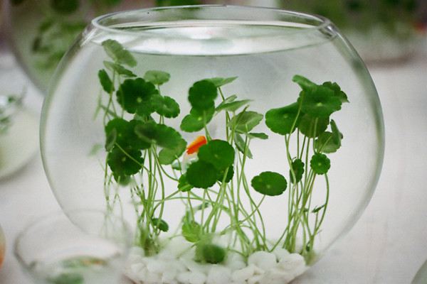 绿植铜钱草可以放鱼缸里吗?