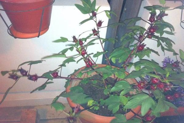 盆栽花卉洛神花的养护方法和注意事项