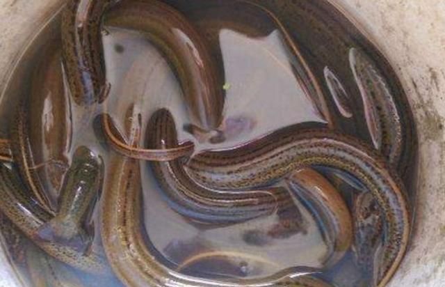 刀鳅鱼前景好价格高,市场卖80元一斤,为啥很少人养殖