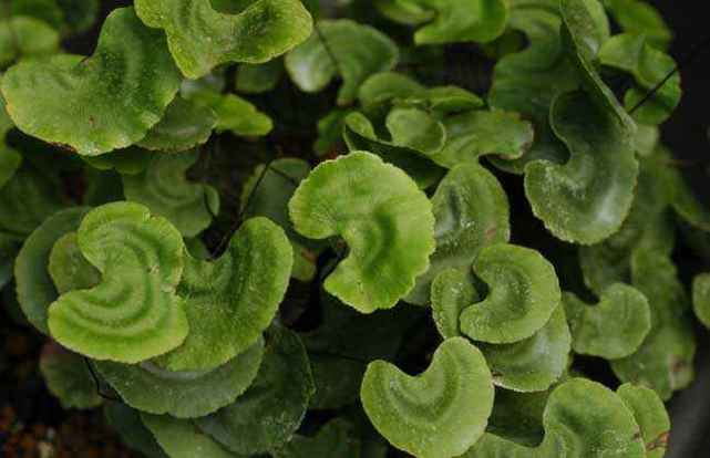 苔藓|万州|荷叶铁线蕨_新浪新闻