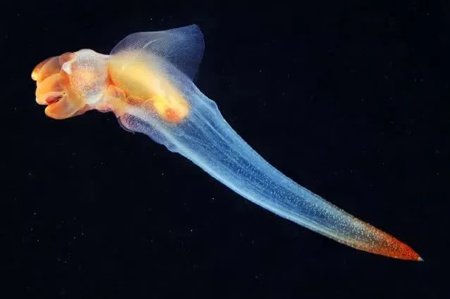 俄潜水员拍到罕见裸海蝶这种像天使一样的海洋生物实在太美了