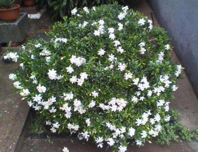 养栀子花就养勤花的小叶栀子好管理开花多秋天也有花赏