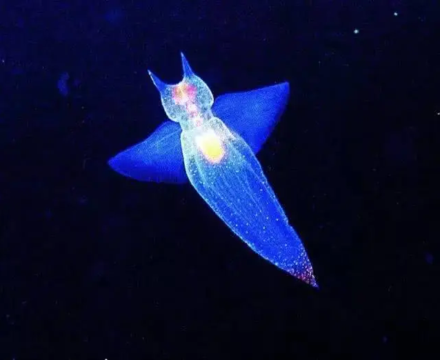 俄潜水员拍到罕见裸海蝶这种像天使一样的海洋生物实在太美了