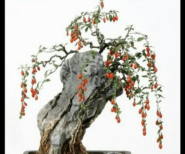 想要制作出既漂亮又美观的枸杞盆景,除了日常精心的养护以外,还要经过