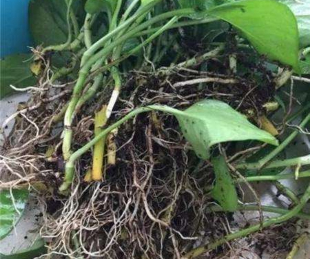 绿萝黄叶烂根,不要扔掉,简单处理一下,长得枝繁叶茂|绿萝|烂根|黄叶_