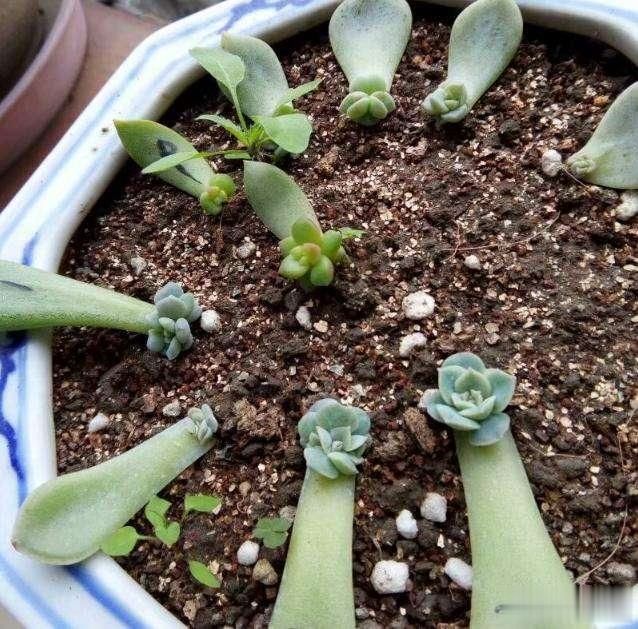 多肉叶插繁殖做好这4点从简到难随手一丢长成胖娃娃