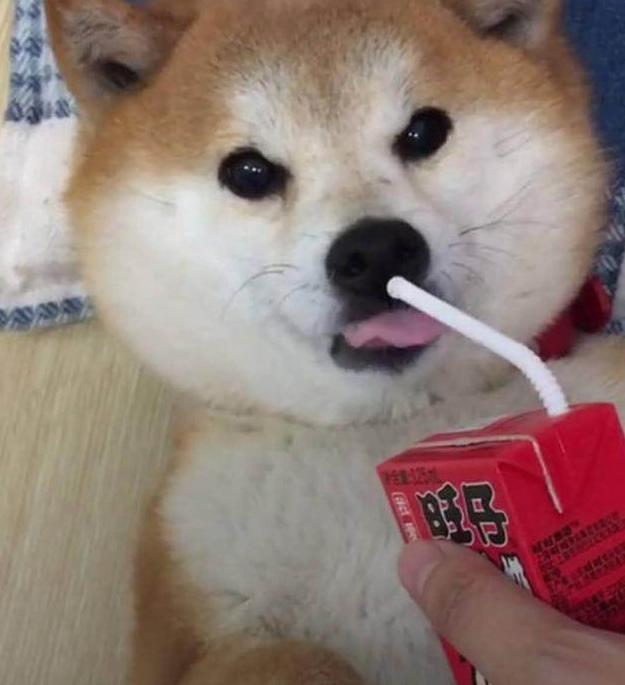 一主人拿着旺仔牛奶诱惑狗狗 网友:狗狗竟然装睡骗喝