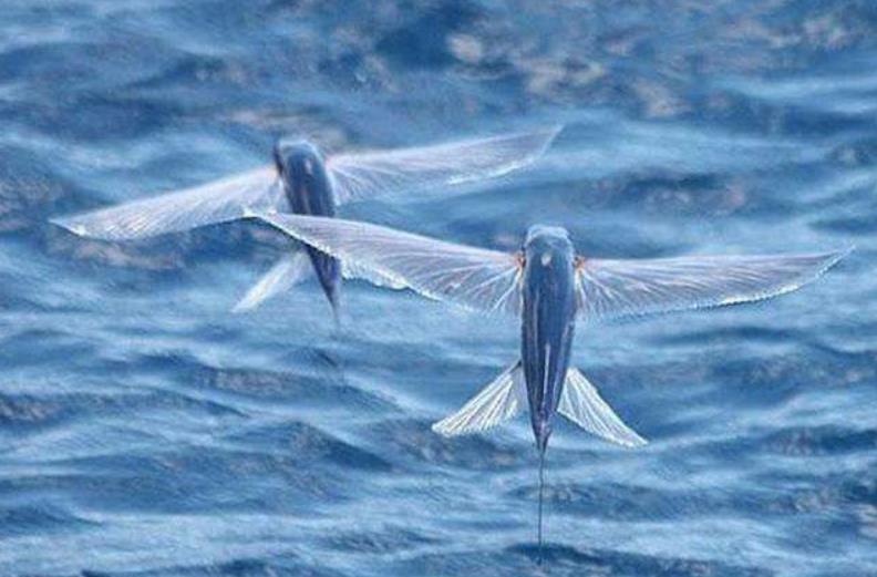 飞行速度达每秒10米,却存在一个致命缺陷|飞鱼|飞行|翅膀_新浪新闻