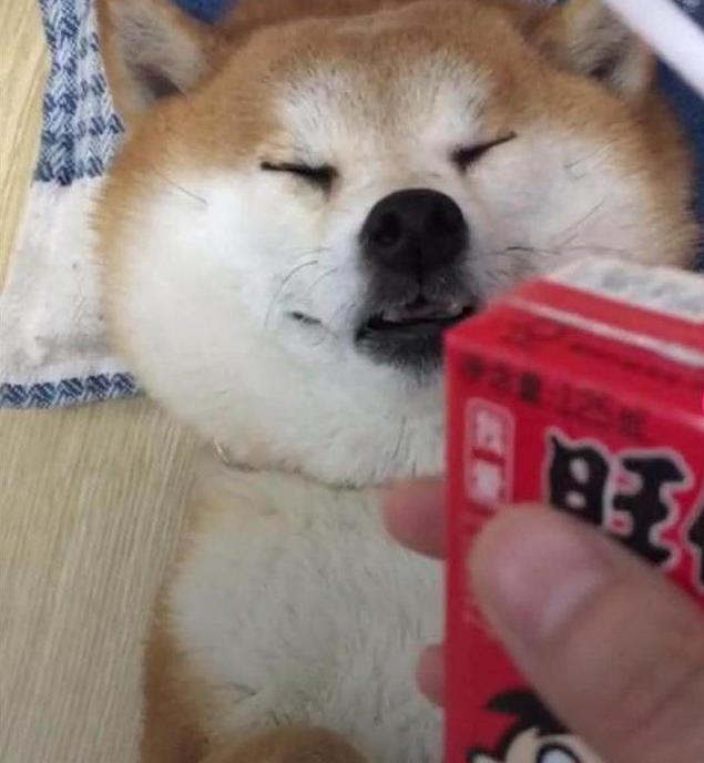 一主人拿着旺仔牛奶诱惑狗狗 网友:狗狗竟然装睡骗喝