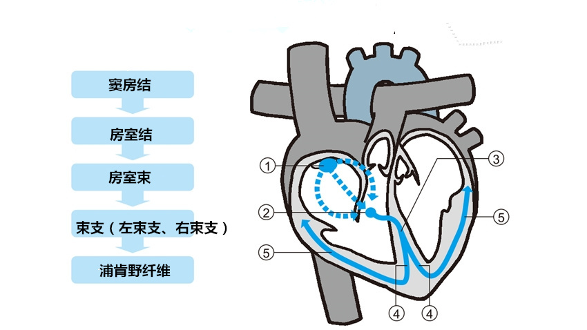 传导|心脏|心肌_新浪新闻