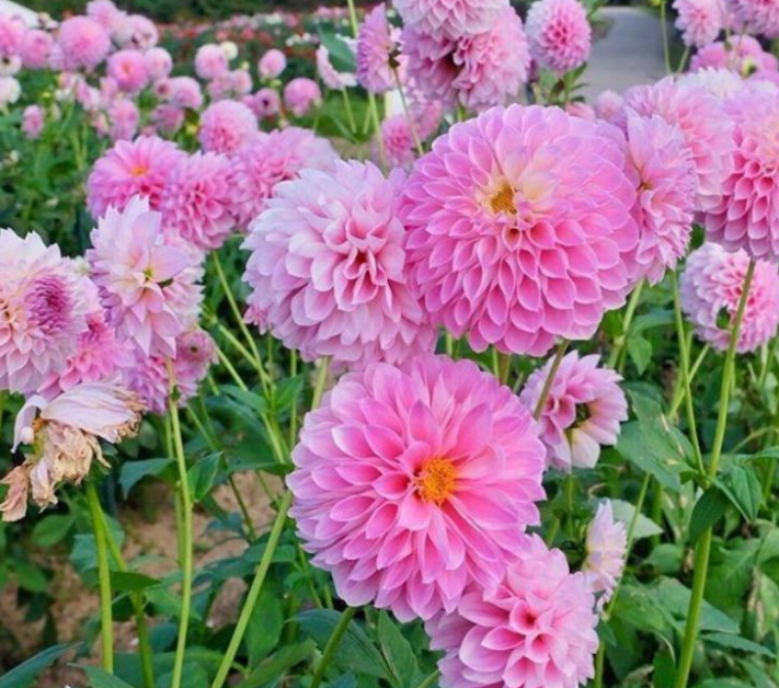 夏天到了,家里养上这些花,越晒开花越多,美美一夏天!