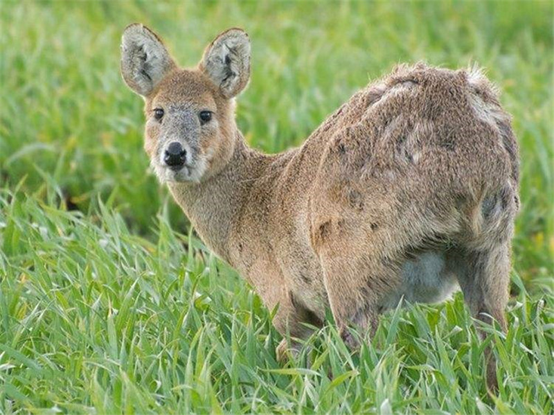 吉林发现香獐不长角长獠牙雄性争斗很凶猛遇老虎蹦跳着逃跑