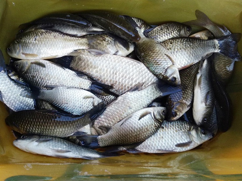 钓鱼中这些"不成文的规矩",让钓友钓不到鱼,还走入了歧途