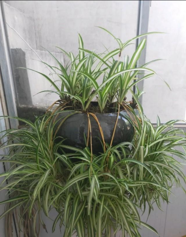 吊兰最好养只用一种水叶子一指宽绿的发光匍匐茎铺满地