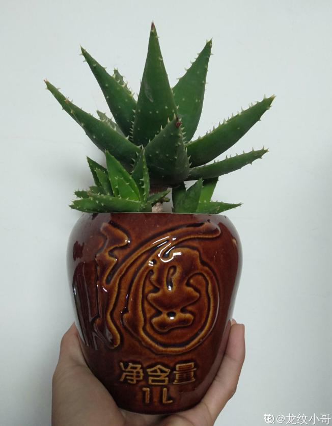 家里的天门冬,芦荟,铜钱草,吊兰等绿植,用酒坛子做花盆也非常美,古色